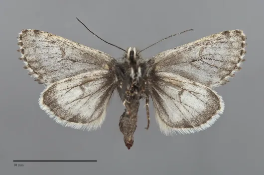 Lasionycta staudingeri