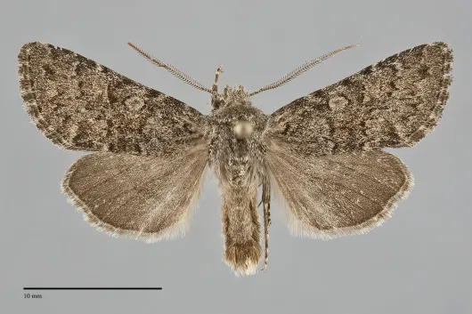 Lasionycta subfuscula