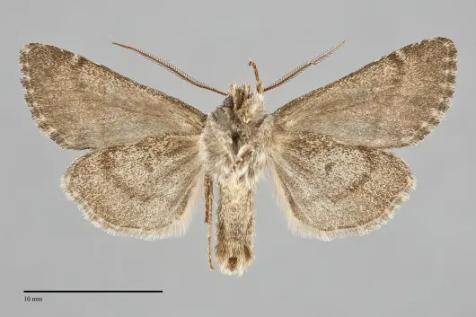 Lasionycta subfuscula