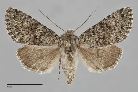 Lasionycta subfuscula