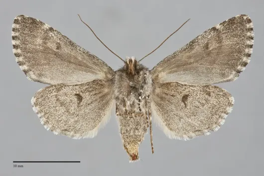Lasionycta subfuscula