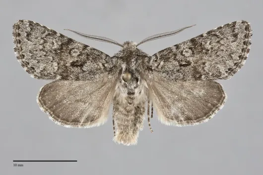 Lasionycta subfuscula