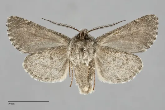 Lasionycta subfuscula