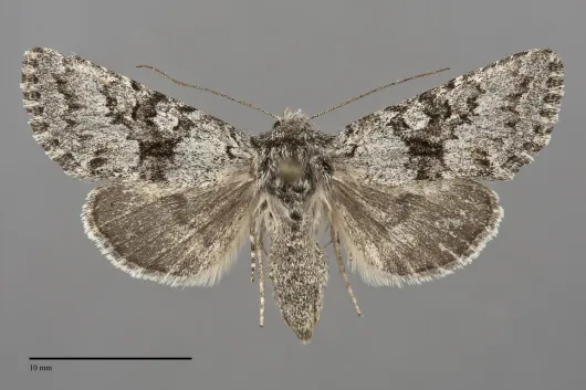 Lasionycta subfuscula
