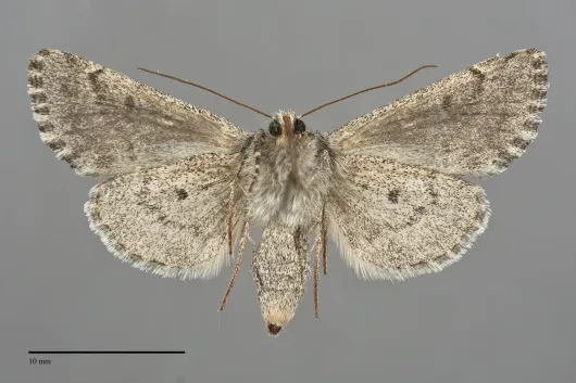 Lasionycta subfuscula