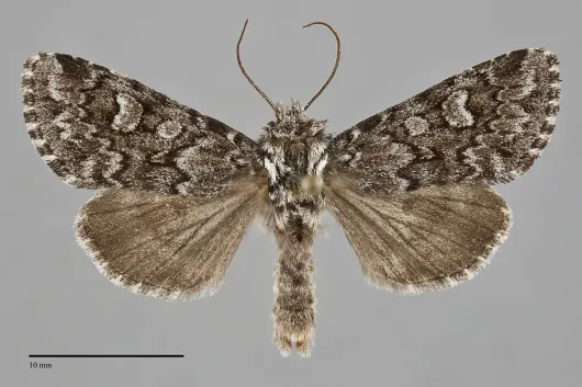 Lasionycta taigata