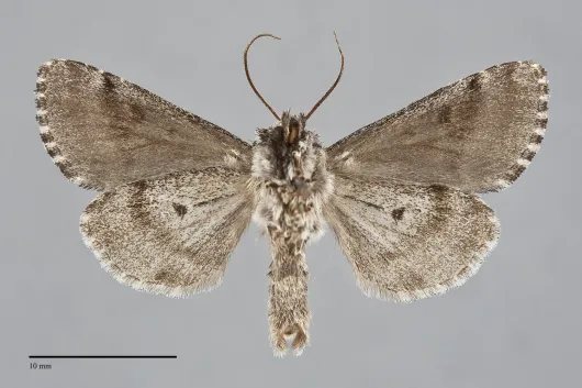 Lasionycta taigata