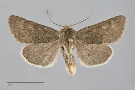 Lasionycta uniformis