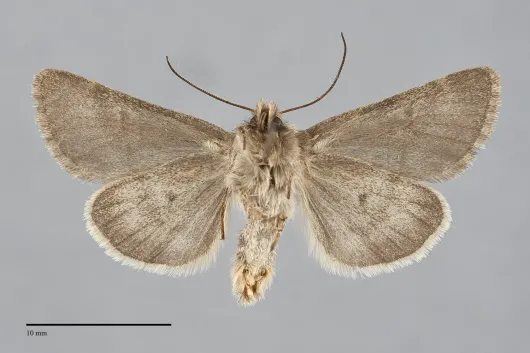 Lasionycta uniformis