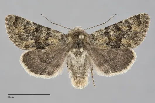 Lasionycta uniformis