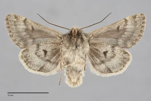 Lasionycta uniformis