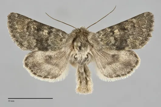 Lasionycta uniformis