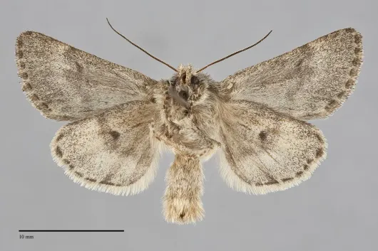 Lasionycta uniformis