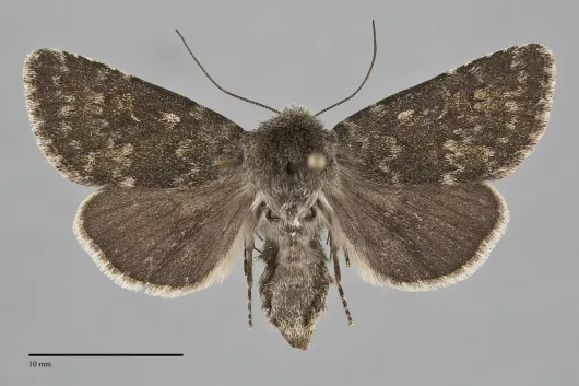 Lasionycta uniformis