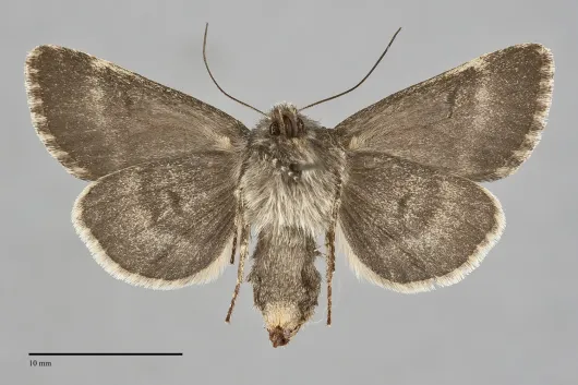 Lasionycta uniformis