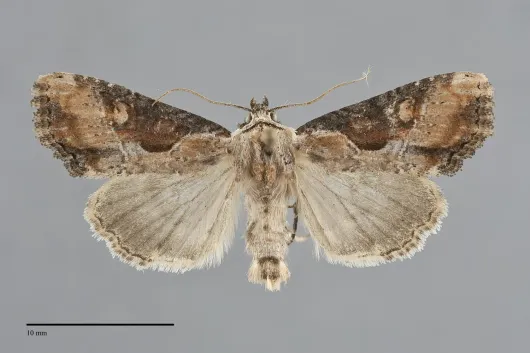 Lateroligia ophiogramma