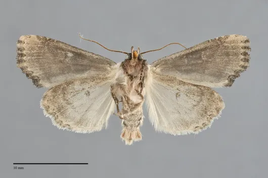 Lateroligia ophiogramma
