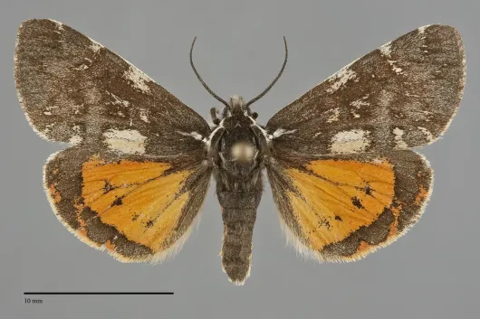 Leptarctia californiae