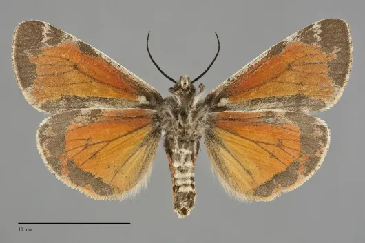 Leptarctia californiae