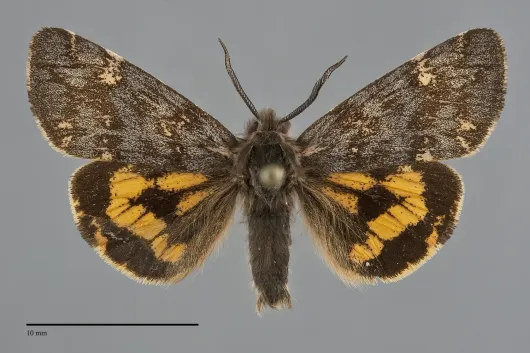 Leptarctia californiae