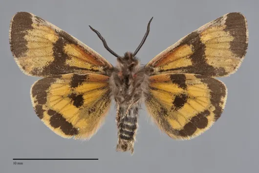 Leptarctia californiae