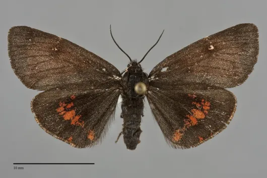 Leptarctia californiae