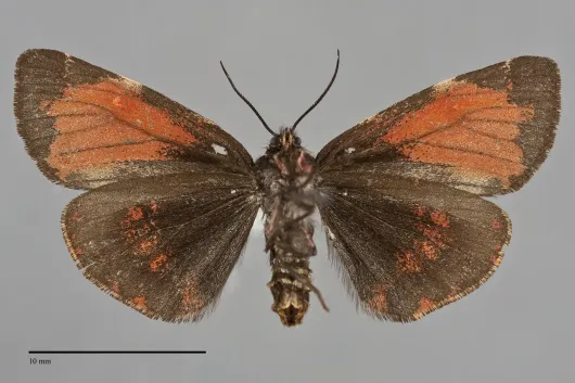 Leptarctia californiae