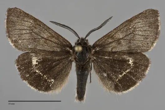 Leptarctia californiae