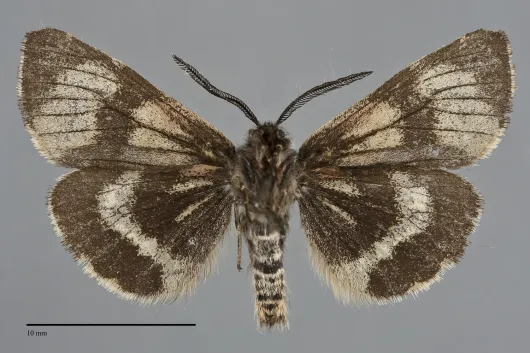 Leptarctia californiae