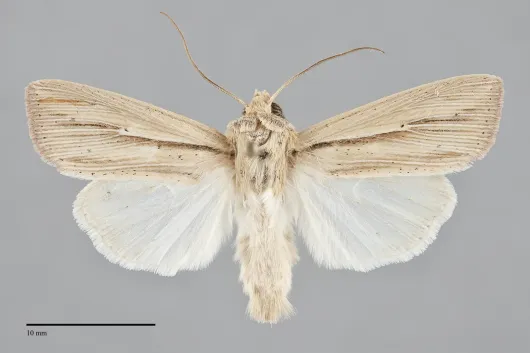 Leucania anteroclara