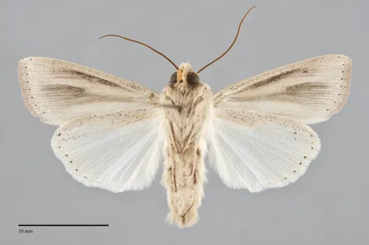 Leucania anteroclara