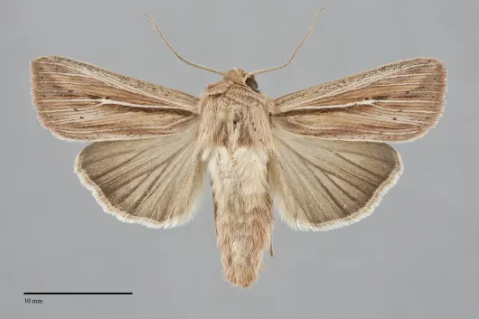 Leucania commoides