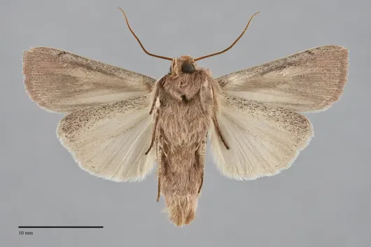Leucania commoides