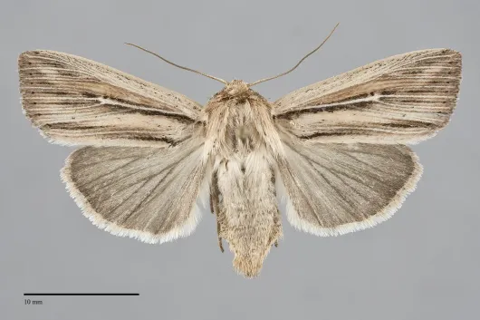 Leucania commoides