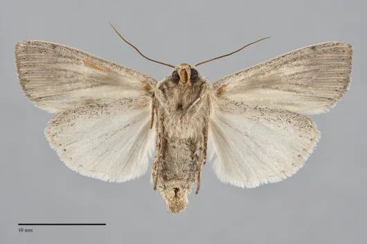 Leucania commoides