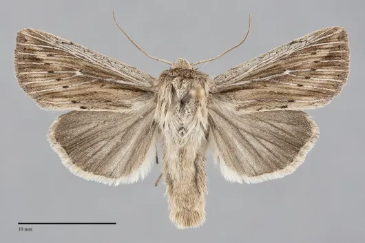 Leucania dia