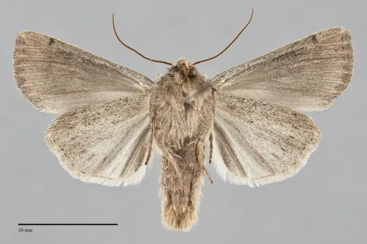 Leucania dia