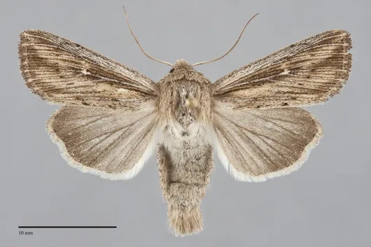 Leucania dia