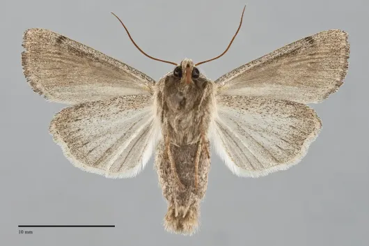 Leucania dia