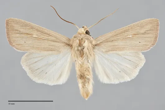 Leucania farcta