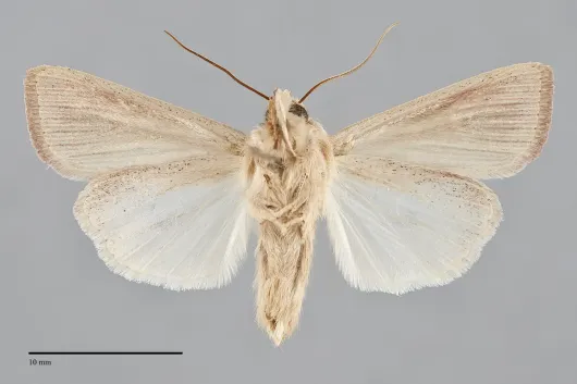 Leucania farcta
