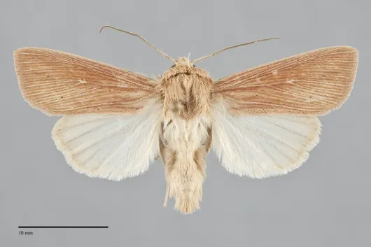 Leucania farcta