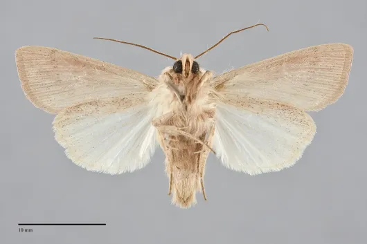Leucania farcta