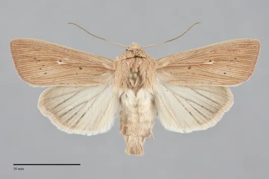 Leucania farcta
