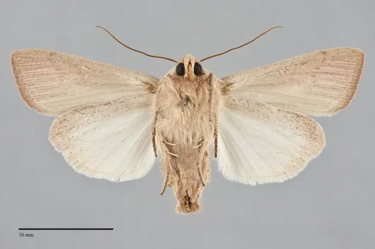 Leucania farcta