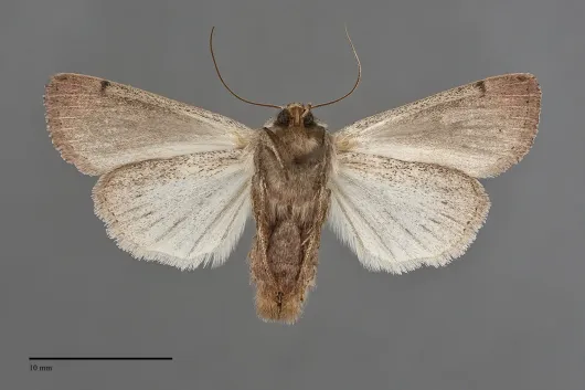 Leucania insueta