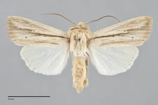 Leucania multilinea