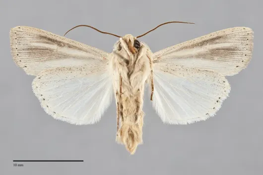 Leucania multilinea