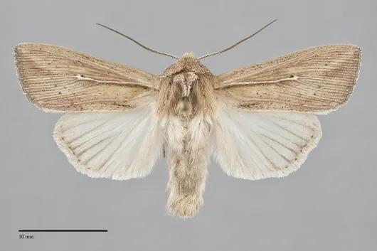 Leucania oregona