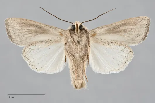 Leucania oregona
